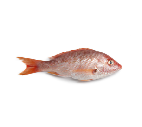 Ikan Merah Red Snapper (700gm )