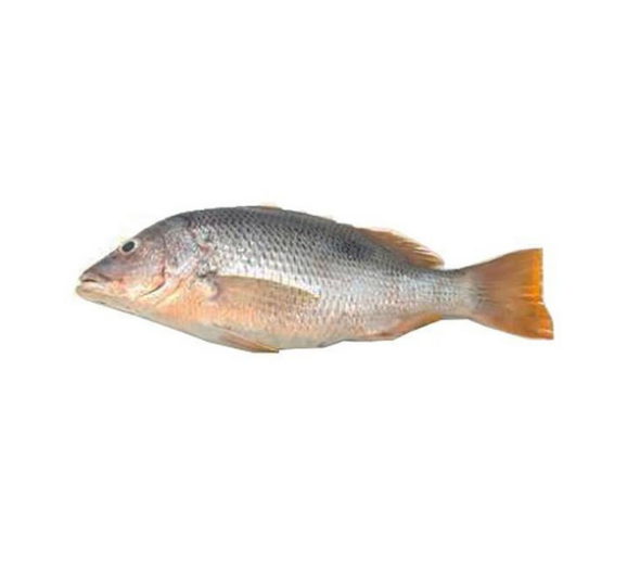 Jenahak Fish (700gm )