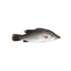 Salt Water Fish